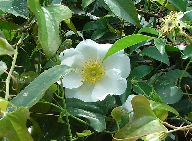 雑草 つる 性 植物 白い 花