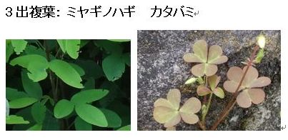 つる植物一覧